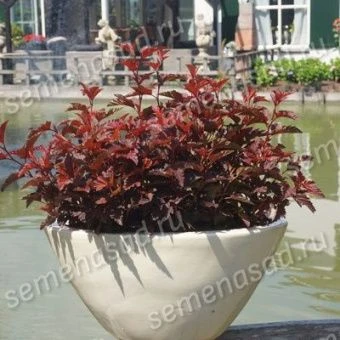 puzireplodnik_kalinolist_little_angel