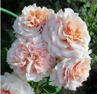 Снимок экрана 2025-10-10 103423