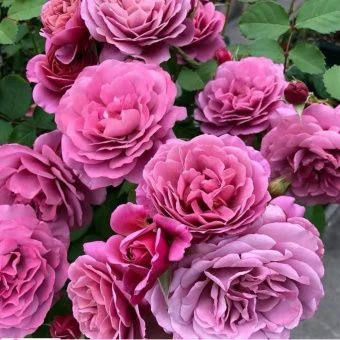 blbcsd405ajjtcfcbohuq936lupp6k4n