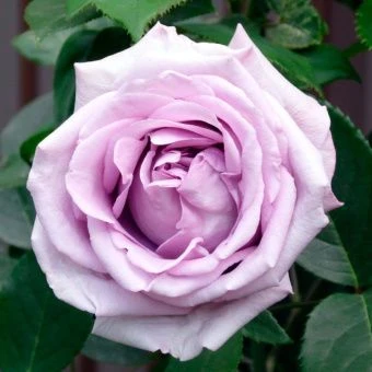 indigoletta-7-1024x1024