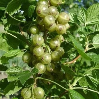 smorodina_chernaya_snezhnaya_koroleva