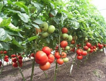 Томат Биг Биф F1 5шт Seminis (Агрос) 2