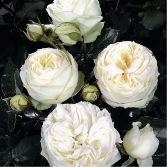 Wedding-Piano1-1024x1024