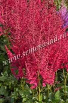 00037848_Астильба китайская Хот Перлз (ПОИСК)