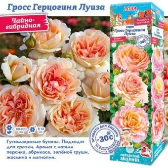 17bm22va3gh6a6564g1censiy2ulxvzk