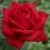 00032941_Роза Бургунд чайно-гибридная (Татарстан Р