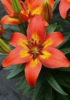 00035896_Лилия Бернинг Джой АГ 7шт (КолорЛайн)