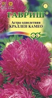 00009125_Астра Краллен Сиам (Гавриш)