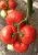 Томат Биг Биф F1 5шт Seminis (Агрос) 3