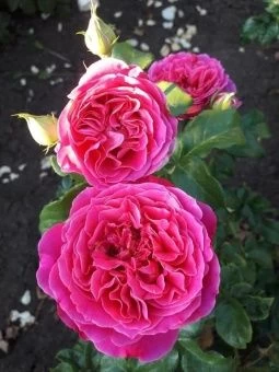 00043440_Роза Кейт английская кустовая (Татарстан 