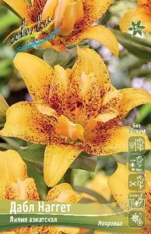 Lilium Double Nugget