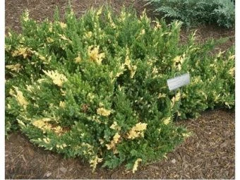 Можжевельник китайский Экспанса Вариегата P9 15-20 конт. (КолорЛайн) 1