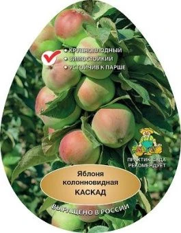 yablonya_kolon_kaskad