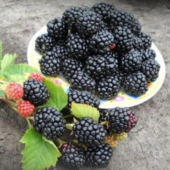 ejevika_vozhd_joseph