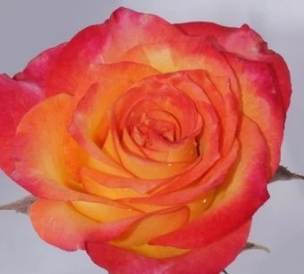 00032894_Роза Лето чайно-гибридная в коробке (Барн