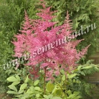 00037838_Астильба Арендса Федерзи (ПОИСК)