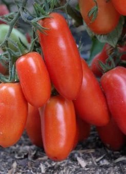 ЦБ-00023283_Томат Каспер 0.08г (Агрос) 2