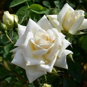 00033007_Роза Ильзе крон Супериор плетистая (Татар