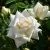 00033007_Роза Ильзе крон Супериор плетистая (Татар