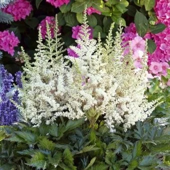 00043585_Астильба Вижнс ин Вайт китайская (ПОИСК)