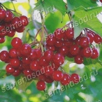 kalina_krasn_eliksir