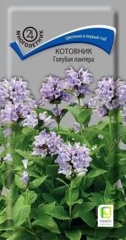 00038982_Котовник Голубая пантера 10шт (ПОИСК)