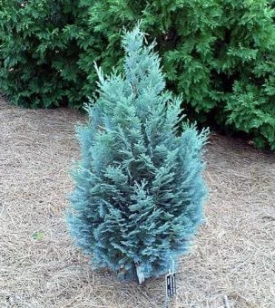 Chamaecyparis lawsoniana Pelts Blue