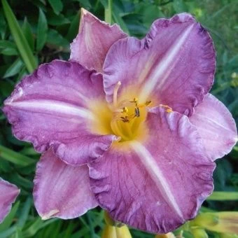 00043642_Лилейник гибридный Интрэпмент (ПОИСК)