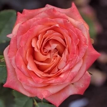 00037557_Роза Эльдорадо чайно-гибридная (Татарстан