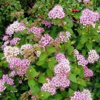 Спирея японская  Литтл Принцесс