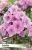Phlox Zenobia