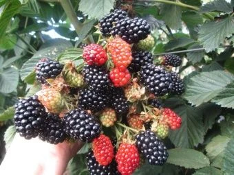 00038116_Ежевика Хевен Кэн Вэйт (Небеса могут подо