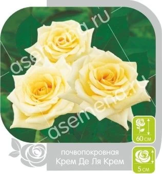 00016272_Роза Крем де Ля Крем почвопокровная в кор
