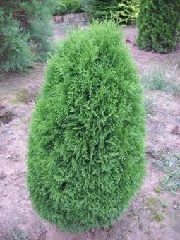 Thuja occidentalis Green Egg