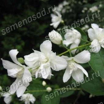 zhasmin_sadov_balet_motilkov