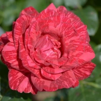 2703-1-Red-Intuition