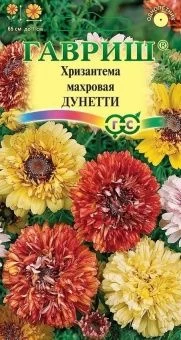 00010216_Хризантема Махровая Дунетти (Гавриш) 1_60