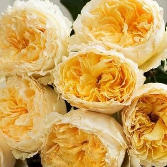 81027afa75b15c7de52138c7542b2ccc-1000x1000