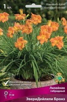 lileinik every deilili bronz 2020