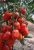ЦБ-00023276_Томат Жемчужина Сибири 0.08г (Aгрос) 1 ЦБ-00023276_Томат Жемчужина Сибири 0.08г (Aгрос) 1