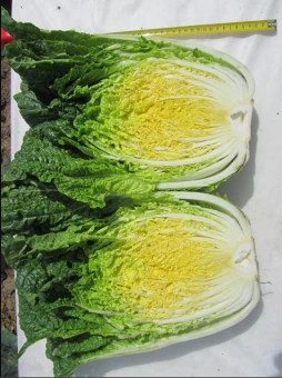 Весенний Нефрит F1 (СеДек)