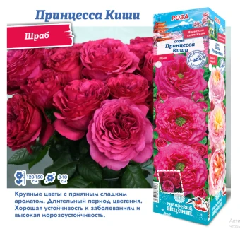 Снимок экрана 2025-10-09 161004