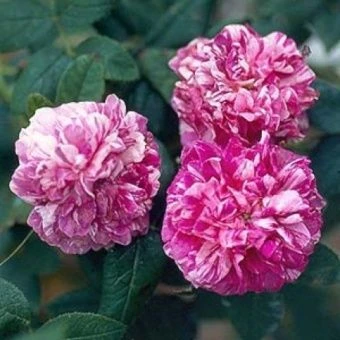 Rose-Tricolore-de-Flandre