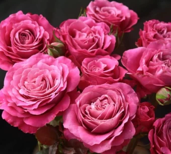 Роза Олл Фо Лав чайно-гибридная (Татарстан Розариум)