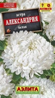 00014348_Астра Александрия белая (Аэлита)