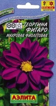 00022890_Георгина Фигаро махровая фиолетовая (Аэли