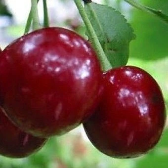 1ac2f8b5c033d3ff3ac91fd9c7072813