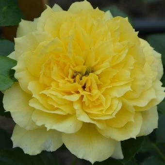 floribunda-chajna-gerl-scaled-e1700982720651
