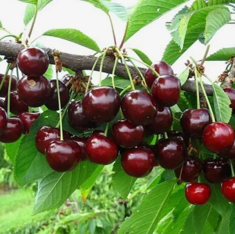 Снимок экрана 2025-12-19 112928