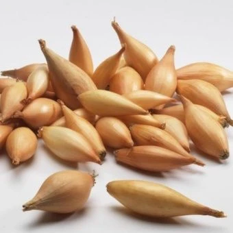 00042895_Лук севок Олина (Бамбергер) 10_21 сетка 10кг (Голландия-Россия)  +_-10%